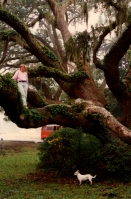 Chêne âgé de 350 ans, Jekyll Island, GA